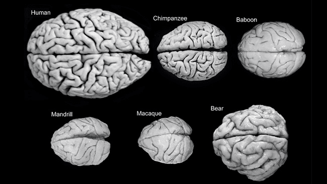 Human Brain Vs. Animal Brain · Lymph Balance Centre